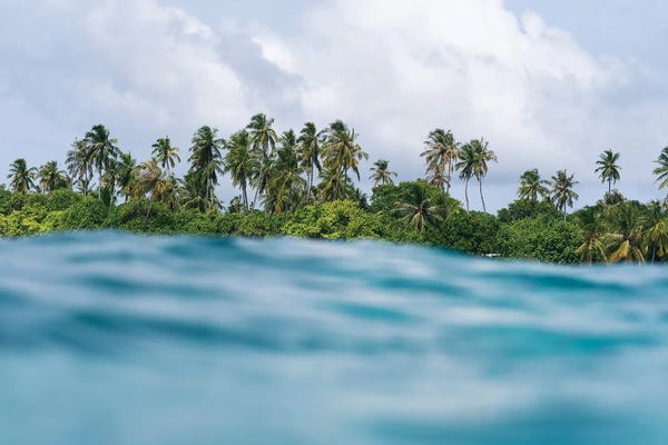 Fine Art Print: Ocean Palms by Hannah Prewitt