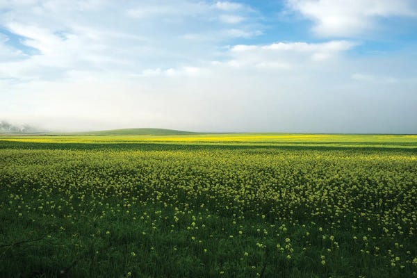 Heather Roberson: Mustard In The Mist by Heather Roberson