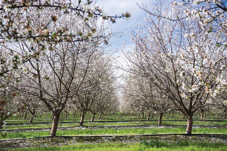 Almond Orchard