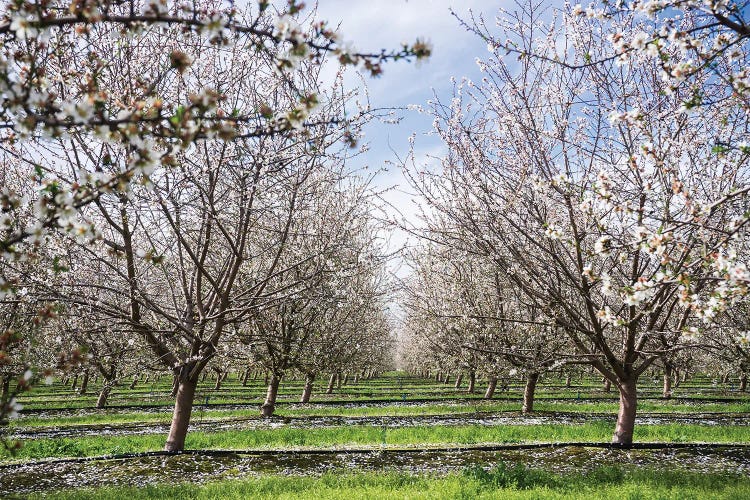 Almond Orchard