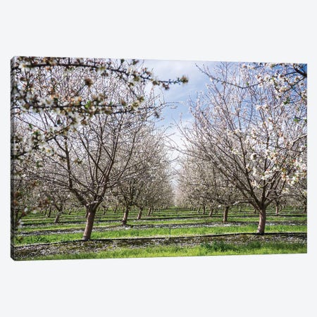 Almond Orchard Canvas Print #HRB15} by Heather Roberson Canvas Artwork