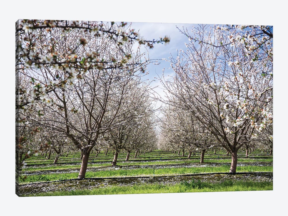 Almond Orchard by Heather Roberson 1-piece Canvas Print