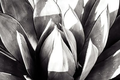 Close Up by Heather Roberson gallery poster