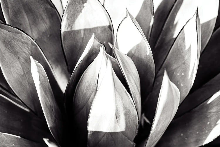 Close Up by Heather Roberson wall art