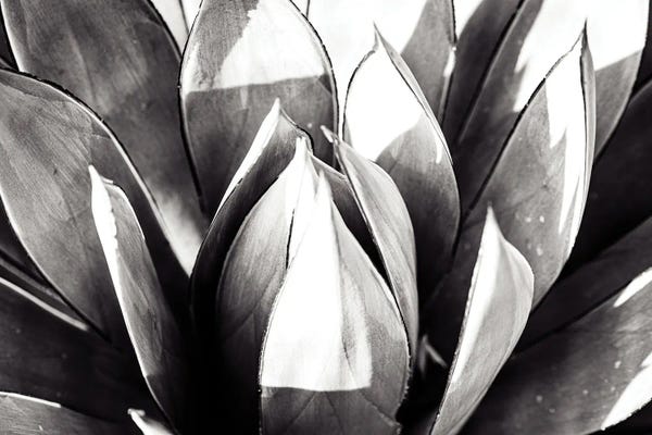 Heather Roberson: Close Up by Heather Roberson