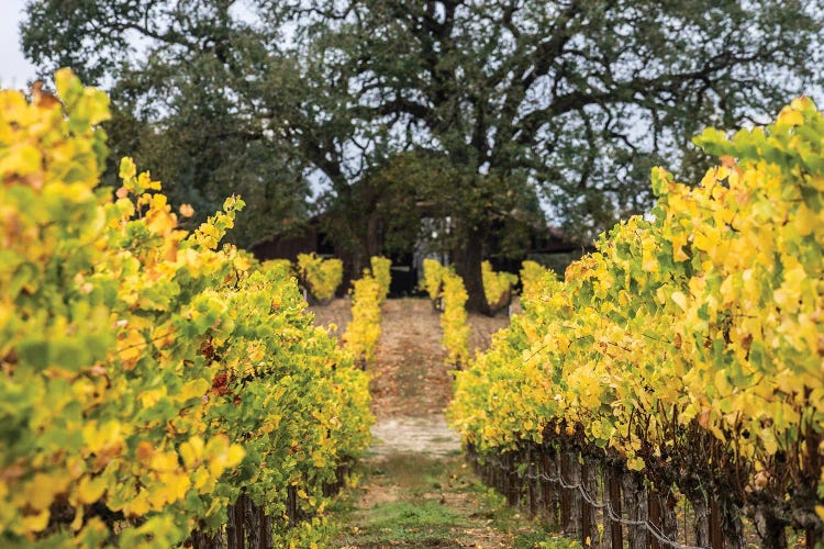 Autumn Vineyard by Heather Roberson wall art