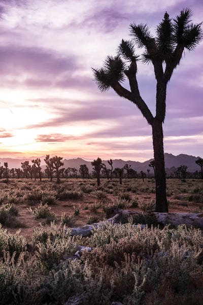 Heather Roberson: Joshua Tree Sunset II by Heather Roberson