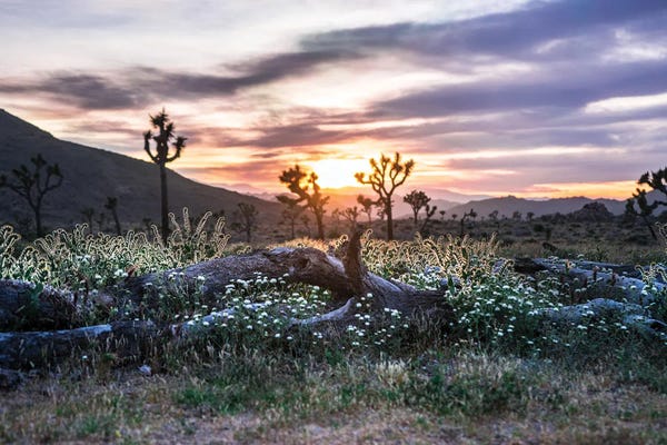 Heather Roberson: Evening Glow by Heather Roberson