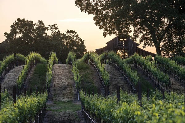 Heather Roberson: Spring Vineyard Sunrise by Heather Roberson