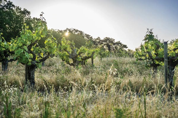 Heather Roberson: Spring Vines by Heather Roberson