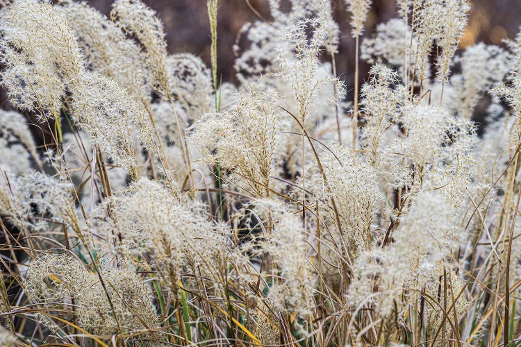 Spring Grasses