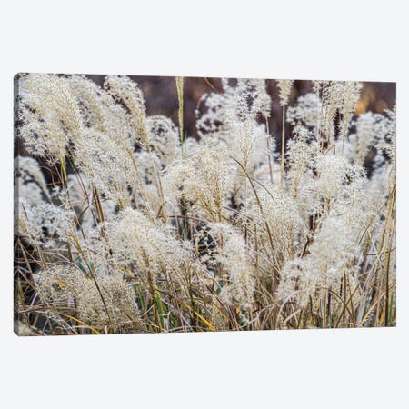 Spring Grasses Canvas Print #HRB3} by Heather Roberson Canvas Wall Art