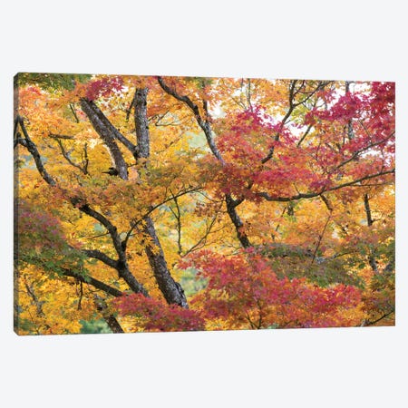 Maple Trees In Late Fall Color Canvas Print #HRB4} by Heather Roberson Canvas Print