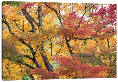 Maple Trees In Late Fall Color Canvas Art Print