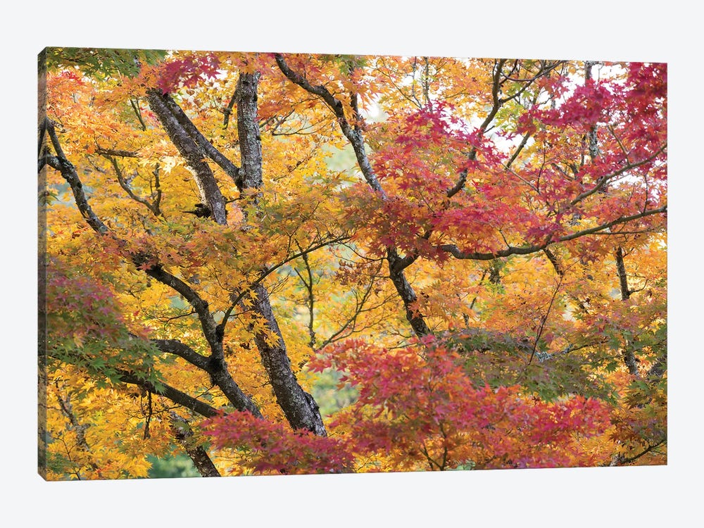 Maple Trees In Late Fall Color by Heather Roberson 1-piece Canvas Wall Art