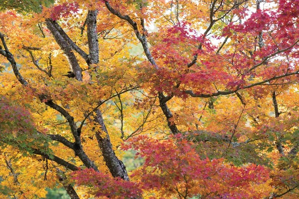 Heather Roberson: Maple Trees In Late Fall Color by Heather Roberson