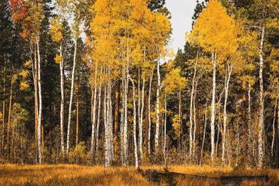 Aspen Glow by Heather Roberson gallery poster