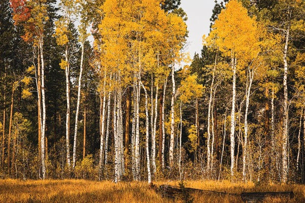 Heather Roberson: Aspen Glow by Heather Roberson