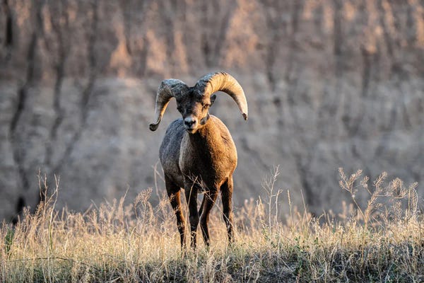 Heather Roberson: Big Horn Sheep by Heather Roberson
