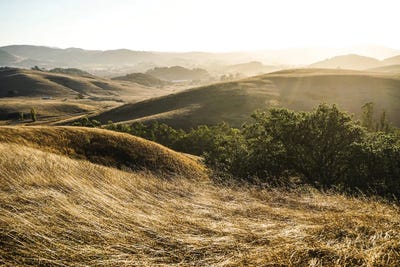 The Dog Days by Heather Roberson canvas print