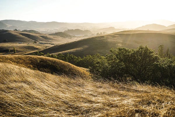 Heather Roberson: The Dog Days by Heather Roberson