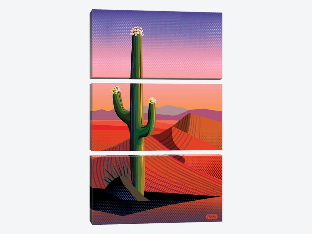 Saguaro Blossom Sunset by Charles Harker 3-piece Canvas Print