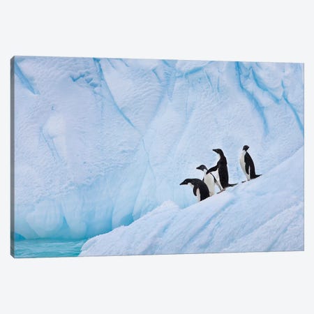 Adélie Penguins, Paulet Island Canvas Print #HRO1} by Hugh Rose Art Print