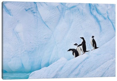 Adélie Penguins, Paulet Island Canvas Art Print - Glacier & Iceberg Art