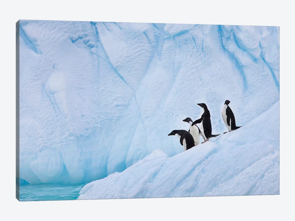 Adélie Penguins, Paulet Island by Hugh Rose 1-piece Canvas Art