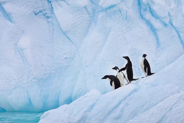 Penguins: Adélie Penguins, Paulet Island by Hugh Rose