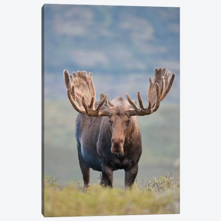 Bull Moose On The Tundra, Denali National Park & Preserve, Alaska, USA Canvas Print #HRO5} by Hugh Rose Canvas Artwork