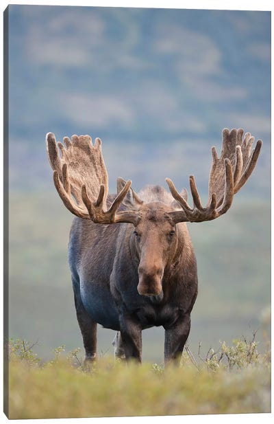 Bull Moose On The Tundra, Denali National Park & Preserve, Alaska, USA Canvas Art Print - Deer Art
