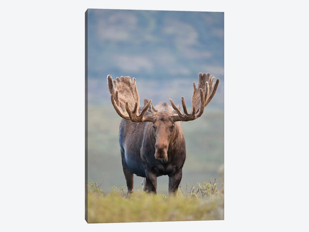 Bull Moose On The Tundra, Denali National Park & Preserve, Alaska, USA by Hugh Rose 1-piece Canvas Wall Art