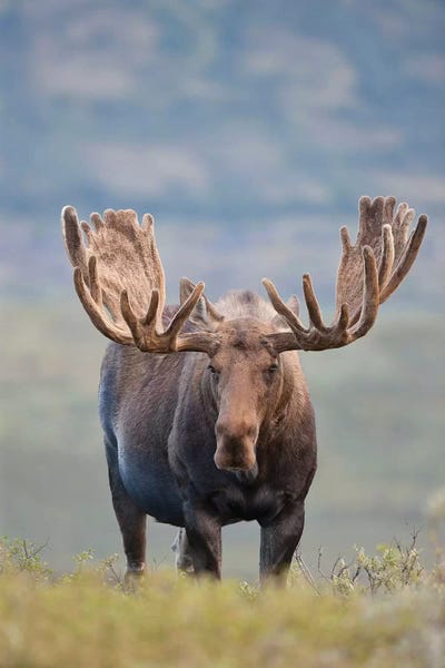 Deer: Bull Moose On The Tundra, Denali National Park & Preserve, Alaska, USA by Hugh Rose