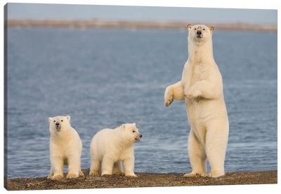 A Pair Of Young Polar Bear Cubs With Their Mother, Coast Of ANWR, Alaska Canvas Art Print - Polar Bear Art