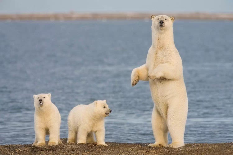 A Pair Of Young Polar Bear Cubs With Their Mother, Coast Of ANWR, Alaska