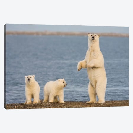 A Pair Of Young Polar Bear Cubs With Their Mother, Coast Of ANWR, Alaska Canvas Print #HRO6} by Hugh Rose Canvas Artwork