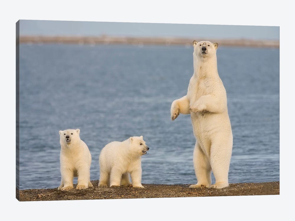 A Pair Of Young Polar Bear Cubs With Their Mother, Coast Of ANWR, Alaska by Hugh Rose 1-piece Art Print