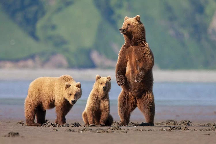 A Brown Bear Mother And Cubs Walks Across Mudflats In Kaguyak Bay, Katmai Coast, Alaska by Hugh Rose wall art