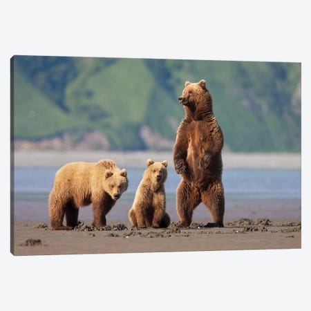 A Brown Bear Mother And Cubs Walks Across Mudflats In Kaguyak Bay, Katmai Coast, Alaska Canvas Print #HRO7} by Hugh Rose Canvas Artwork
