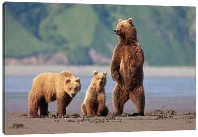 A Brown Bear Mother And Cubs Walks Across Mudflats In Kaguyak Bay, Katmai Coast, Alaska Canvas Art Print - Brown Bear Art