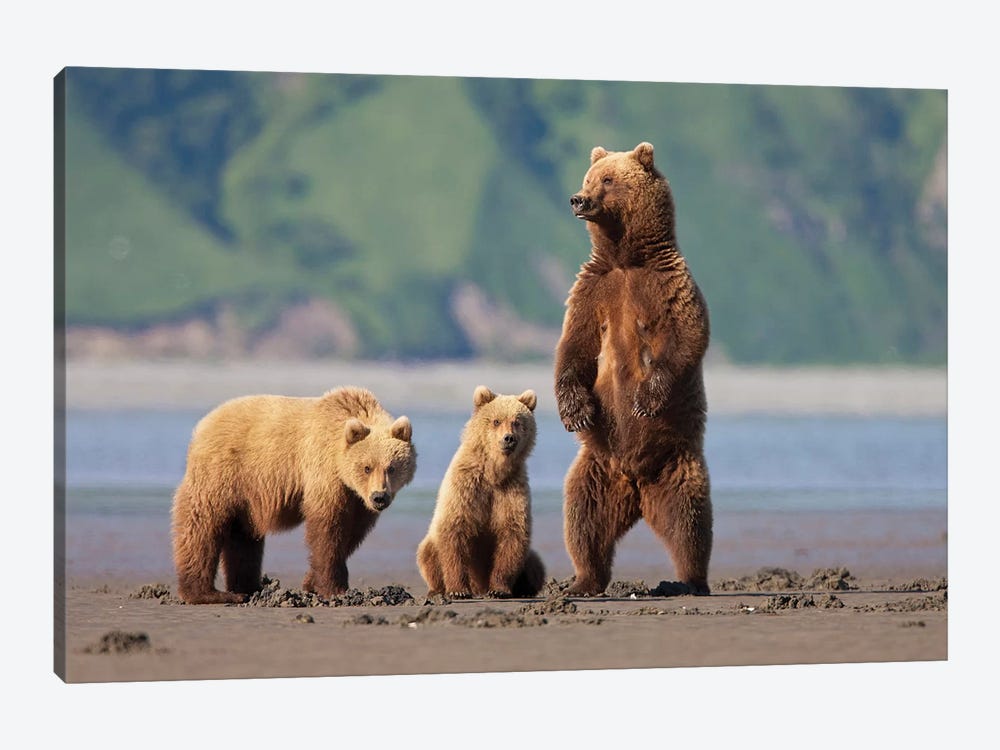 A Brown Bear Mother And Cubs Walks Across Mudflats In Kaguyak Bay, Katmai Coast, Alaska by Hugh Rose 1-piece Canvas Art