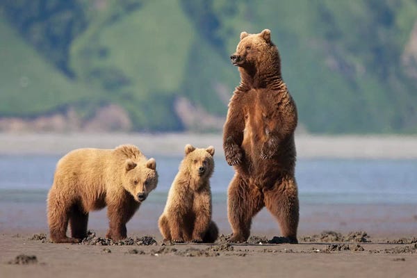 Brown Bears: A Brown Bear Mother And Cubs Walks Across Mudflats In Kaguyak Bay, Katmai Coast, Alaska by Hugh Rose