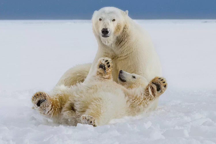 A Female Polar Bear And Her Cub Play In The Snow At The Edge Of The Beaufort Sea Ice Pack, ANWR, Northern Alaska