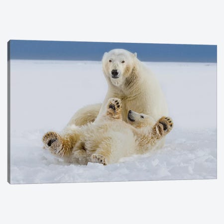 A Female Polar Bear And Her Cub Play In The Snow At The Edge Of The Beaufort Sea Ice Pack, ANWR, Northern Alaska Canvas Print #HRO8} by Hugh Rose Art Print