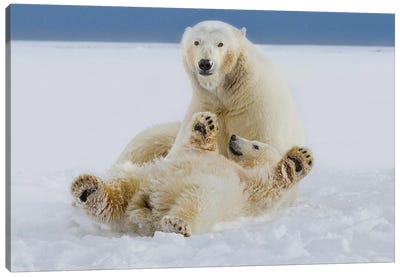 A Female Polar Bear And Her Cub Play In The Snow At The Edge Of The Beaufort Sea Ice Pack, ANWR, Northern Alaska Canvas Art Print