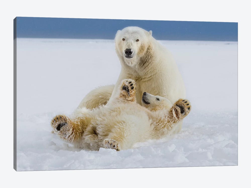 A Female Polar Bear And Her Cub Play In The Snow At The Edge Of The Beaufort Sea Ice Pack, ANWR, Northern Alaska by Hugh Rose 1-piece Canvas Print
