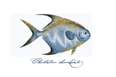 Embellished Fin Butterfly Fish II by Andrea Haase art print