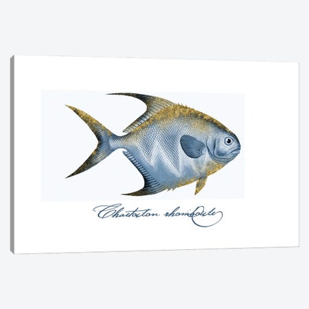 Embellished Fin Butterfly Fish II Canvas Print #HSE100} by Andrea Haase Canvas Art Print