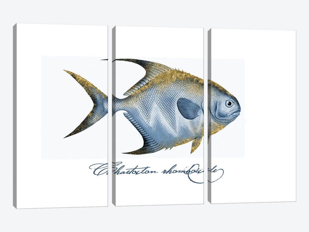 Embellished Fin Butterfly Fish II by Andrea Haase 3-piece Canvas Art